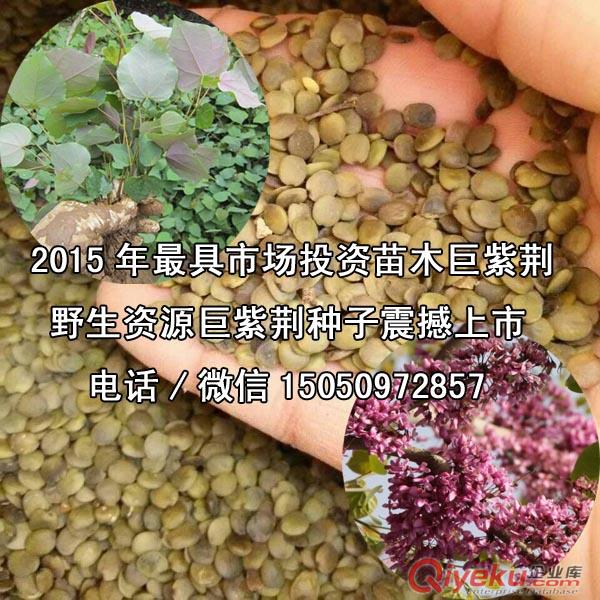 zz暗綠色巨紫荊種子優質野生資源巨紫荊樹種苗農種植前景光明 原始圖片3