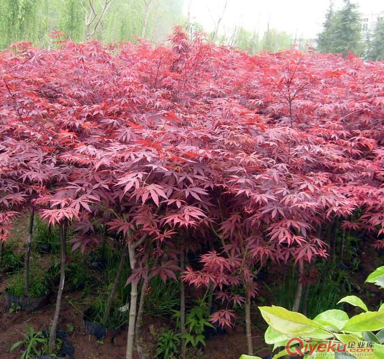 zz暗綠色巨紫荊種子優質野生資源巨紫荊樹種苗農種植前景光明 