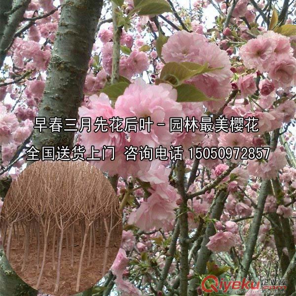 紅楓大降價原本8元的苗木現售價為2元紅楓樹苗2015年您不錯的選擇
