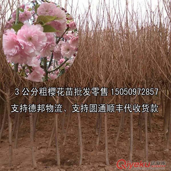 沭陽tj出售1米高櫻花苗先驗貨后付款嫁接櫻花樹苗質量經得起考驗原始圖片2