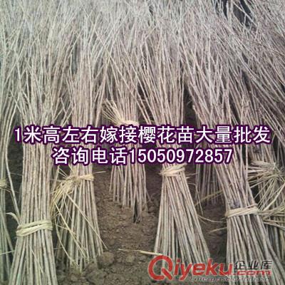 沭陽tj出售1米高櫻花苗先驗貨后付款嫁接櫻花樹苗質量經得起考驗原始圖片3