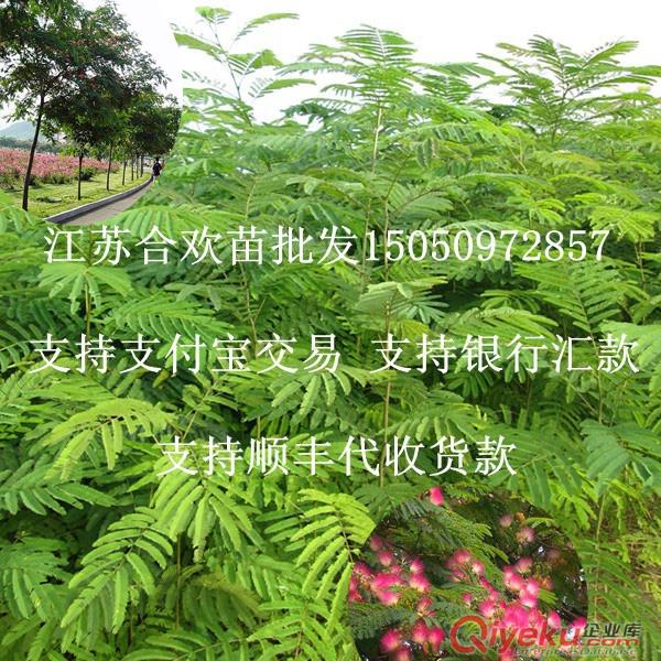 沭陽tj出售1米高櫻花苗先驗貨后付款嫁接櫻花樹苗質量經得起考驗