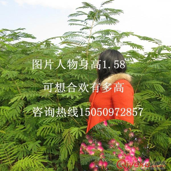精品一年生合歡樹苗1.5米高基地直銷買紅花合歡就找江蘇陳女士原始圖片2