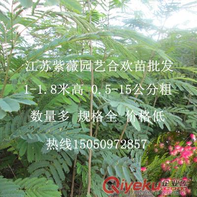 精品一年生合歡樹苗1.5米高基地直銷買紅花合歡就找江蘇陳女士原始圖片3