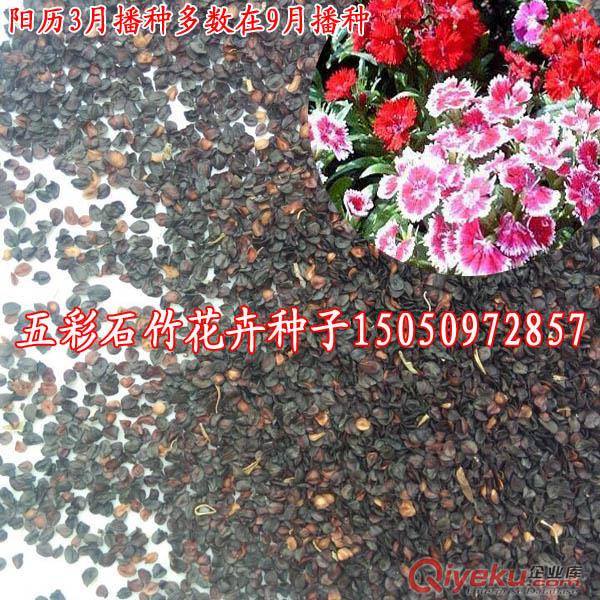草花種子翠菊批發(fā)包郵凈種子翠菊花卉種子多顏色四季播花種