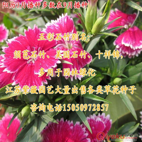 全國包郵五彩石竹草花種子多年生草本植物園林觀賞石菊花凈籽原始圖片2