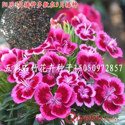 全國包郵五彩石竹草花種子多年生草本植物園林觀賞石菊花凈籽原始圖片3