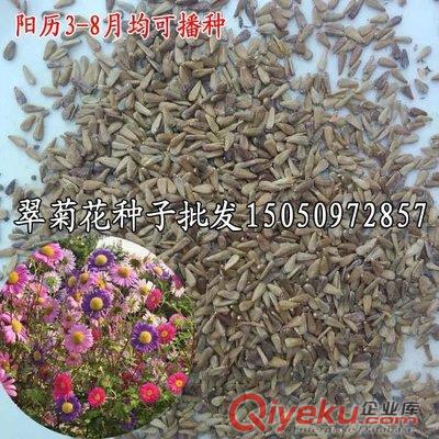 開白花合歡種子批發帶刺銀合歡花種子銀合歡種子包發芽凈種