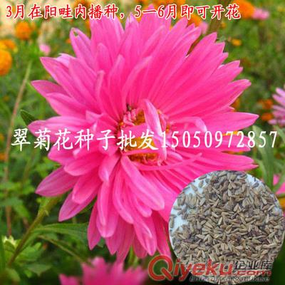 草花種子翠菊批發(fā)包郵凈種子翠菊花卉種子多顏色四季播花種原始圖片2