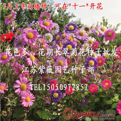草花種子翠菊批發(fā)包郵凈種子翠菊花卉種子多顏色四季播花種原始圖片3