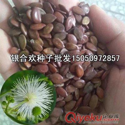 開白花合歡種子批發帶刺銀合歡花種子銀合歡種子包發芽凈種