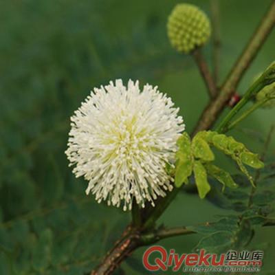 開白花合歡種子批發帶刺銀合歡花種子銀合歡種子包發芽凈種原始圖片2