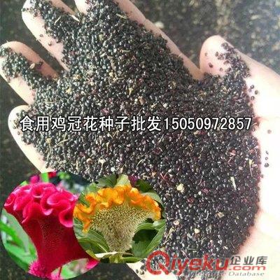 開白花合歡種子批發帶刺銀合歡花種子銀合歡種子包發芽凈種