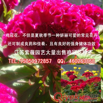 雞冠花種子批發(fā)食用花卉老來紅凈籽全國包郵zcy材草花種子原始圖片2