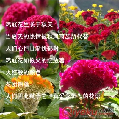 雞冠花種子批發(fā)食用花卉老來紅凈籽全國包郵zcy材草花種子原始圖片3