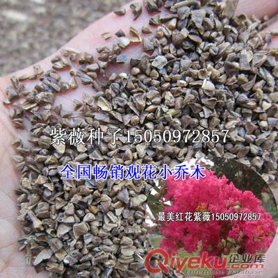 草原松果菊花卉種子包郵草花紫松果菊凈籽先驗(yàn)貨后付款