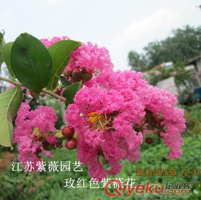 買優(yōu)質(zhì)紫薇種子找江蘇陳女士一級(jí)紫薇凈籽紫薇花樹種包郵原始圖片2