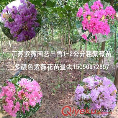買優(yōu)質(zhì)紫薇種子找江蘇陳女士一級(jí)紫薇凈籽紫薇花樹種包郵原始圖片3