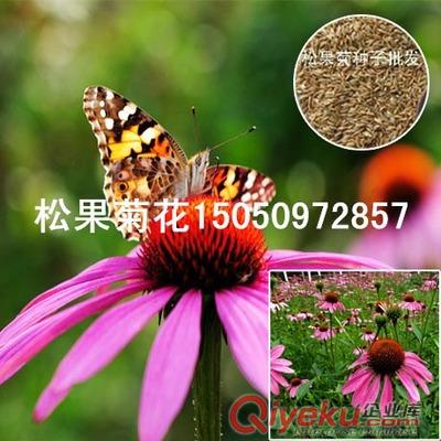 白木槿三向利用苗木白花重瓣木槿純潔無霞可作藥綠化苗木基地直銷