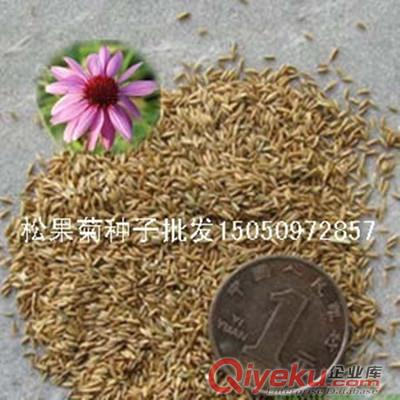草原松果菊花卉種子包郵草花紫松果菊凈籽先驗(yàn)貨后付款原始圖片2