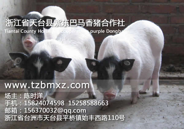 巴馬香豬王/紫東香豬