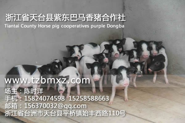 現(xiàn)在巴馬香豬的價(jià)格/紫東香豬