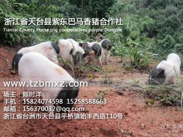 現(xiàn)在巴馬香豬的價(jià)格/紫東香豬