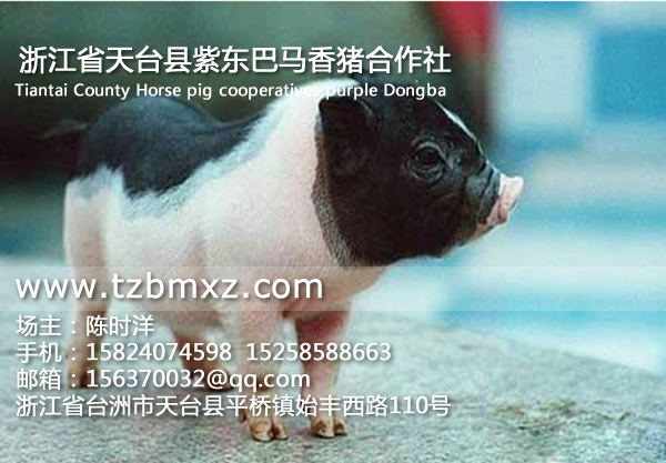 浙江香豬養(yǎng)殖場/紫東香豬