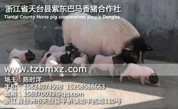 巴馬香豬多大/紫東香豬