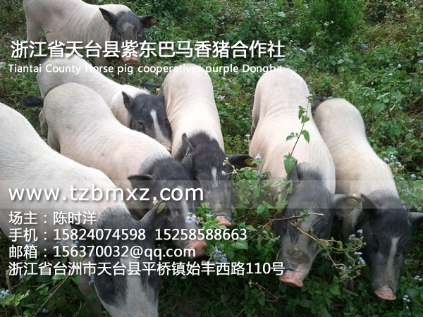 天臺(tái)巴馬香豬/紫東香豬