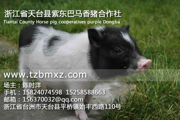 天臺(tái)巴馬香豬/紫東香豬