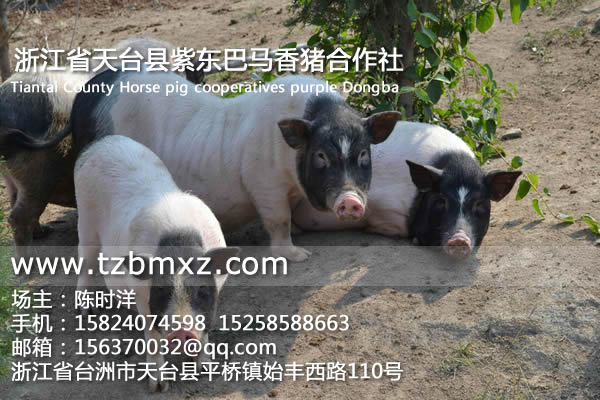天臺(tái)巴馬香豬/紫東香豬