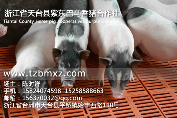 北方巴馬香豬/紫東香豬