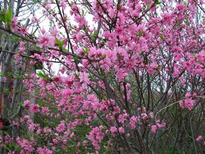菊花碧桃價格