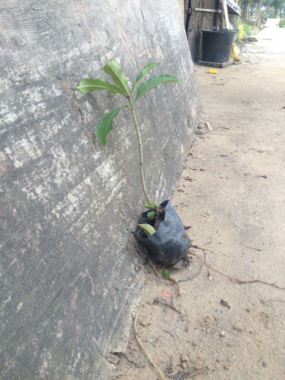 小銀枝黃蟬