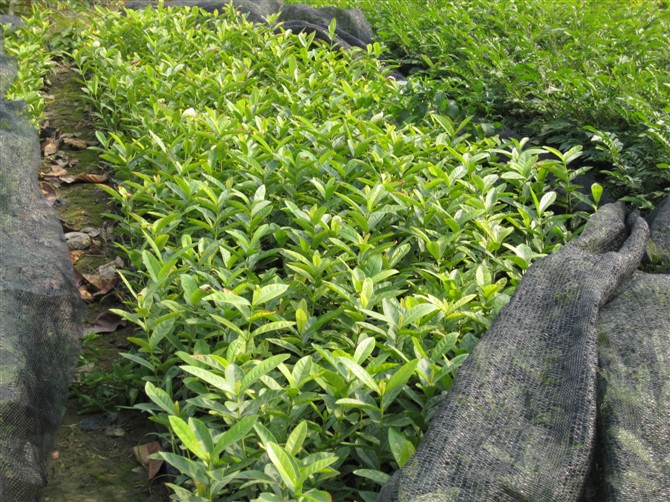龍船花原始圖片2