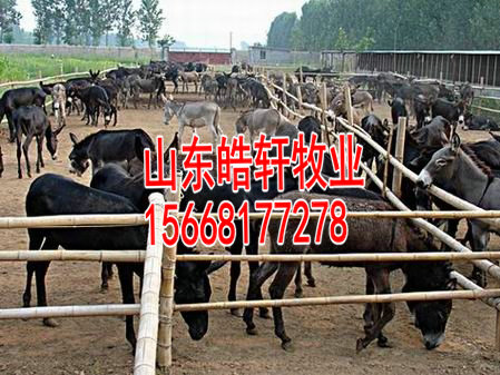 伊犁德州驢2個月的肉驢多重價格是多少錢一頭原始圖片3