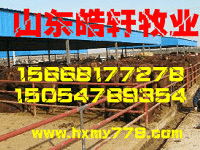 元旦肉牛犢多少錢一頭原始圖片2