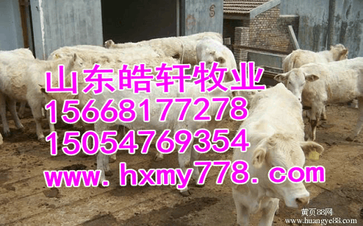 元旦肉牛犢多少錢一頭原始圖片3