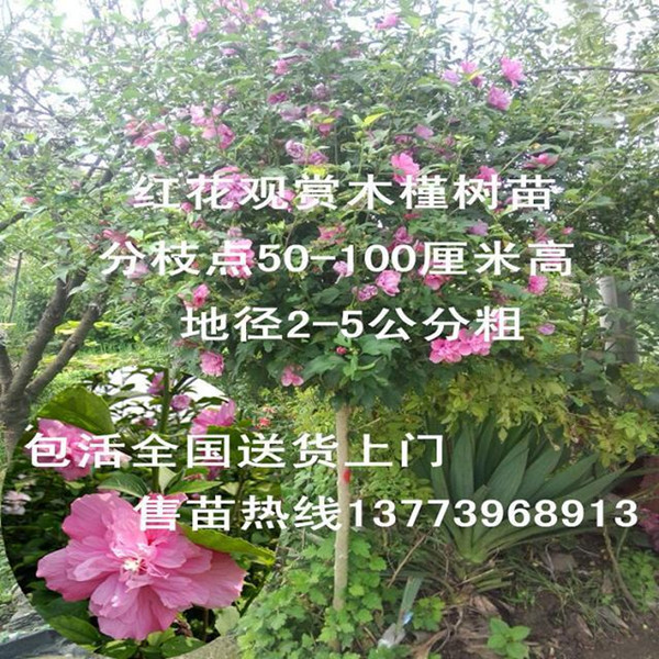 紅花木槿苗直徑3公分80厘米開杈喬木型觀賞木槿工程用苗