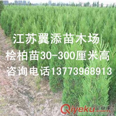 專業供應各種工程用苗金葉女貞苗金葉女貞球等色塊苗