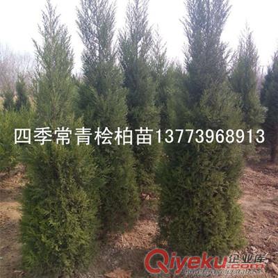 高速公路中間隔離帶專用檜柏苗大檜柏樹苗遮擋視線效果好原始圖片2