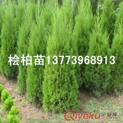 高速公路中間隔離帶專用檜柏苗大檜柏樹苗遮擋視線效果好原始圖片3