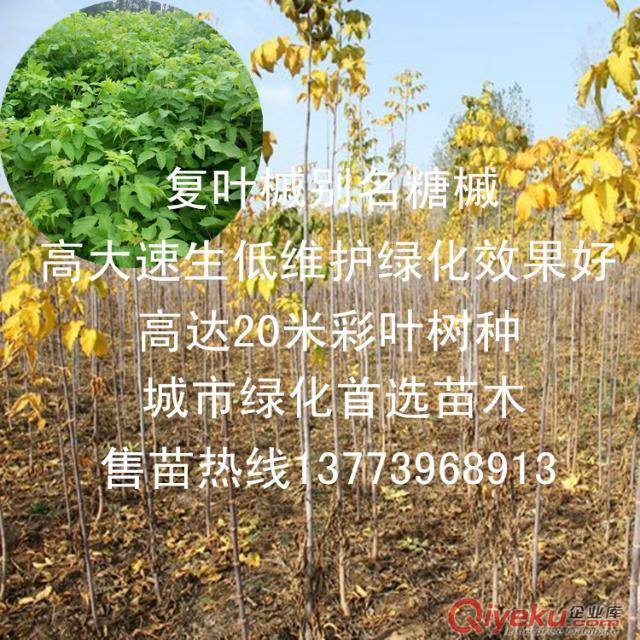 盆栽月季價格可包活全國發苗嫁接2年生大花月季盆栽