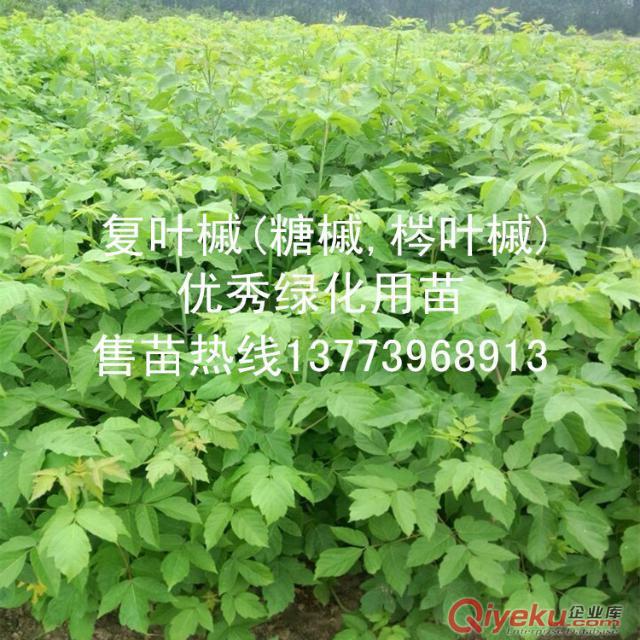 適合低寒環(huán)境生長無病害的環(huán)保樹種復(fù)葉槭樹苗在翼添苗木場原始圖片2