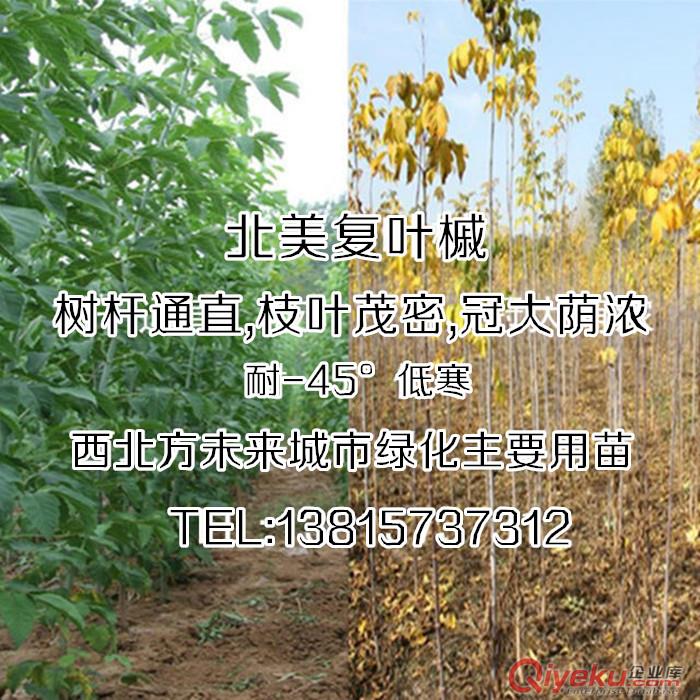 適合低寒環(huán)境生長無病害的環(huán)保樹種復(fù)葉槭樹苗在翼添苗木場原始圖片3