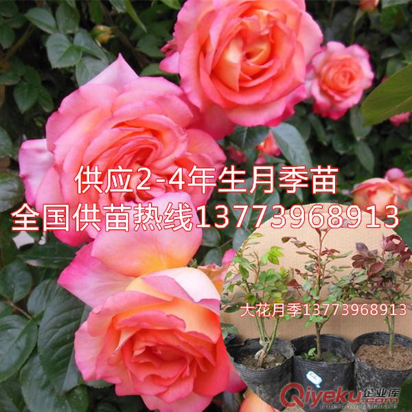 盆栽月季價格可包活全國發苗嫁接2年生大花月季盆栽
