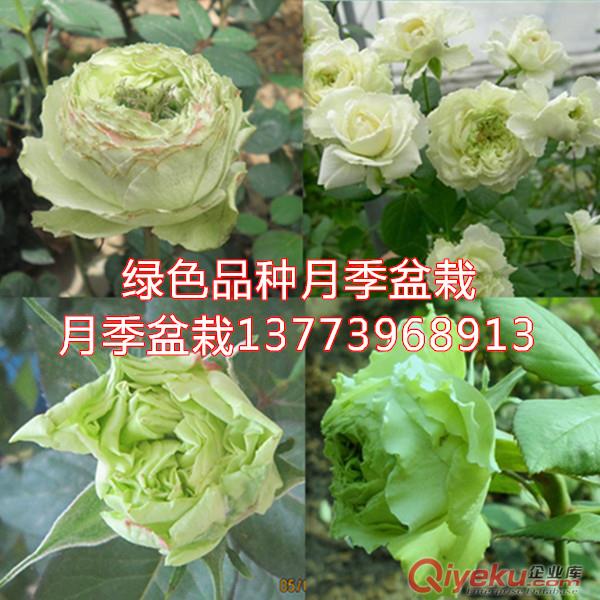 盆栽月季價格可包活全國發苗嫁接2年生大花月季盆栽