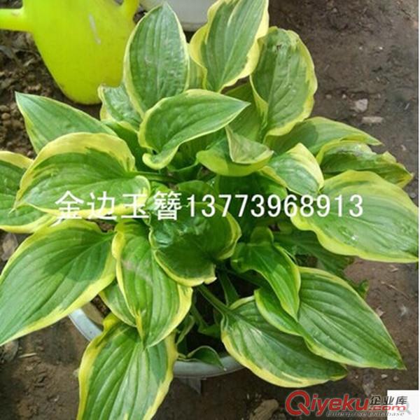 名貴庭院別墅用苗金邊玉簪苗地面覆蓋效果好金邊玉簪盆栽