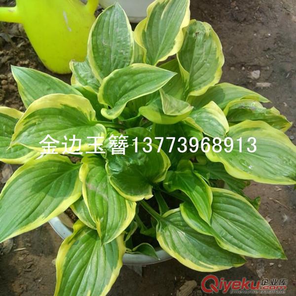 名貴庭院別墅用苗金邊玉簪苗地面覆蓋效果好金邊玉簪盆栽